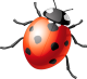 coccinelle