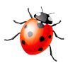 favicon coccinelle 96