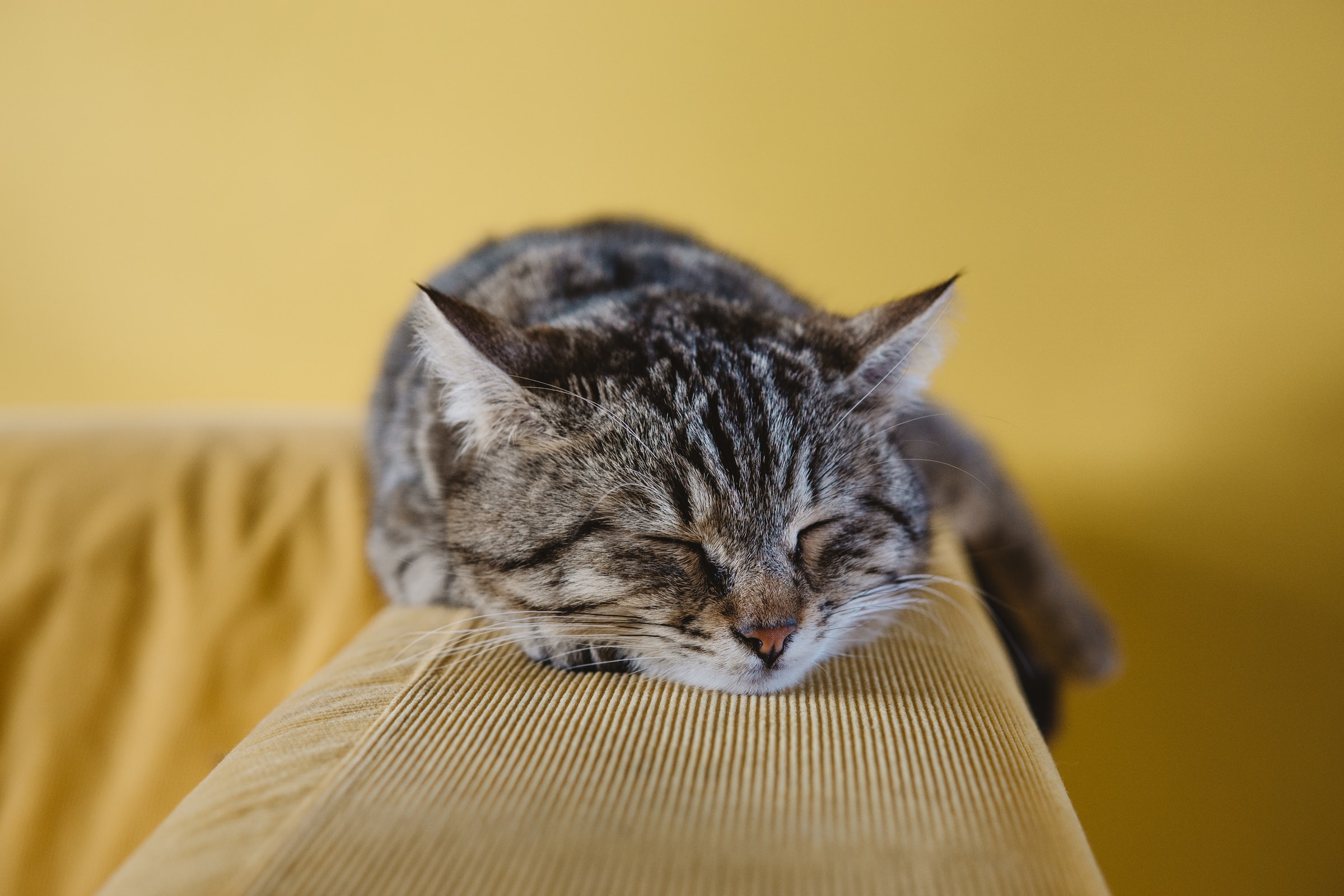 Palcale Dayne, image de sabri tuzcu KHBvwAnWFmc unsplash1