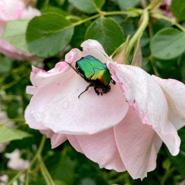scarabée sur rose, photo odile Robinet mai 2023